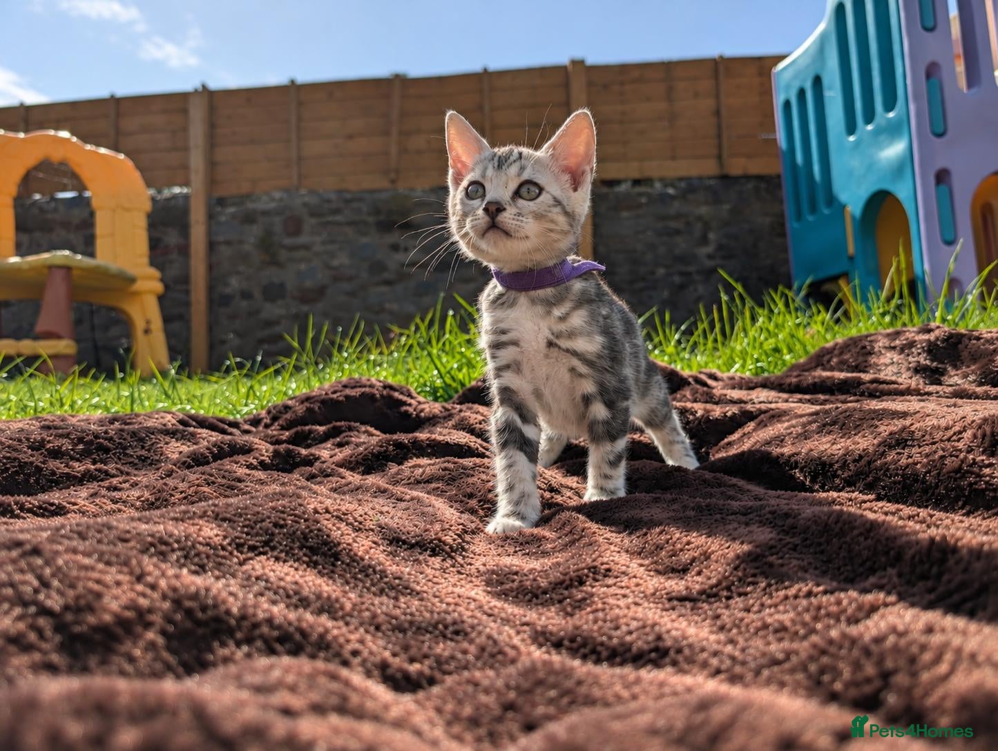 Bengal cats TICA Marble Bengal Kittens, Health Tested ❤️ - Advert 2