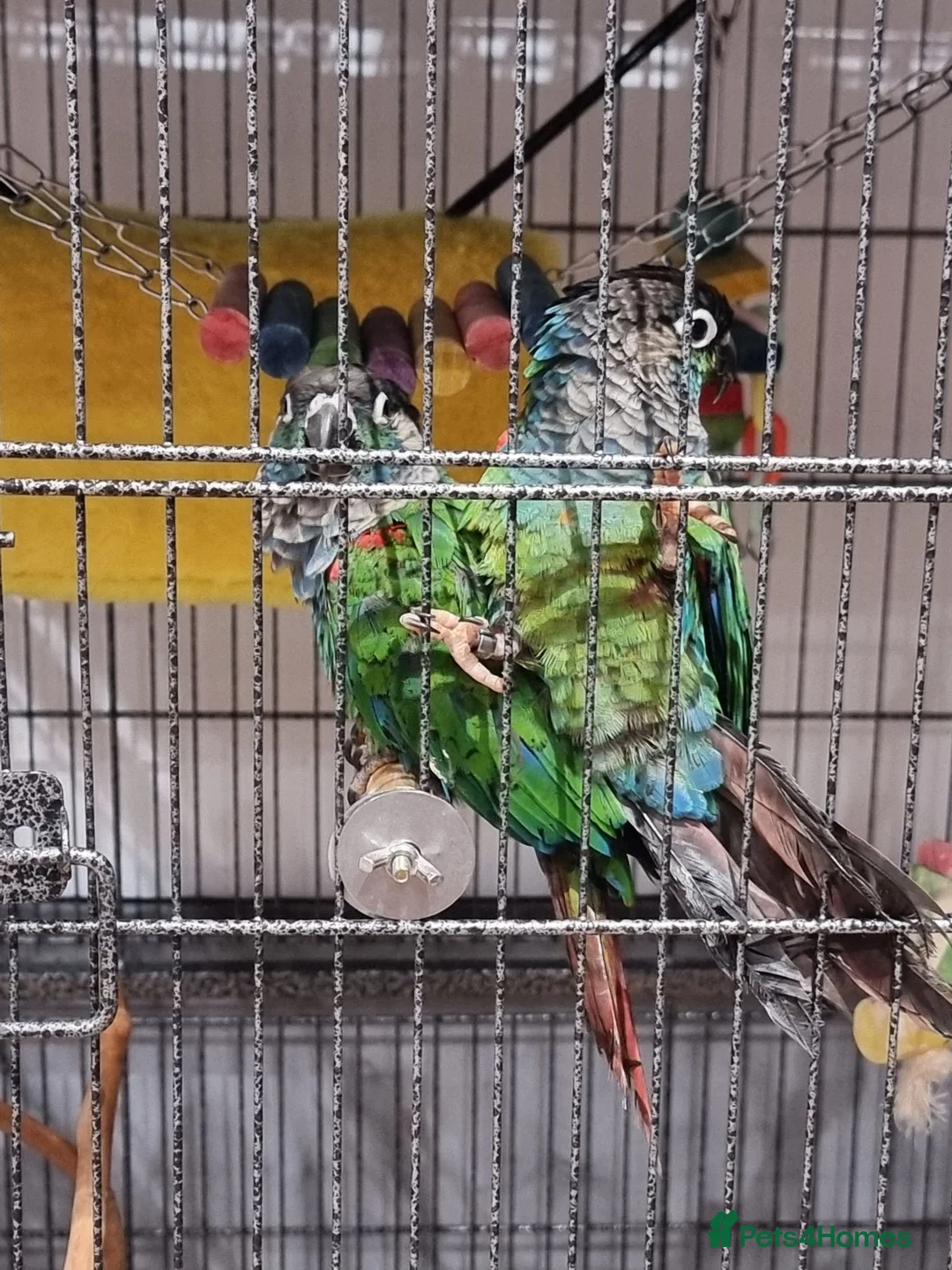 Conures birds for sale: Pearly conure, pair, dna papers  - Advert 2