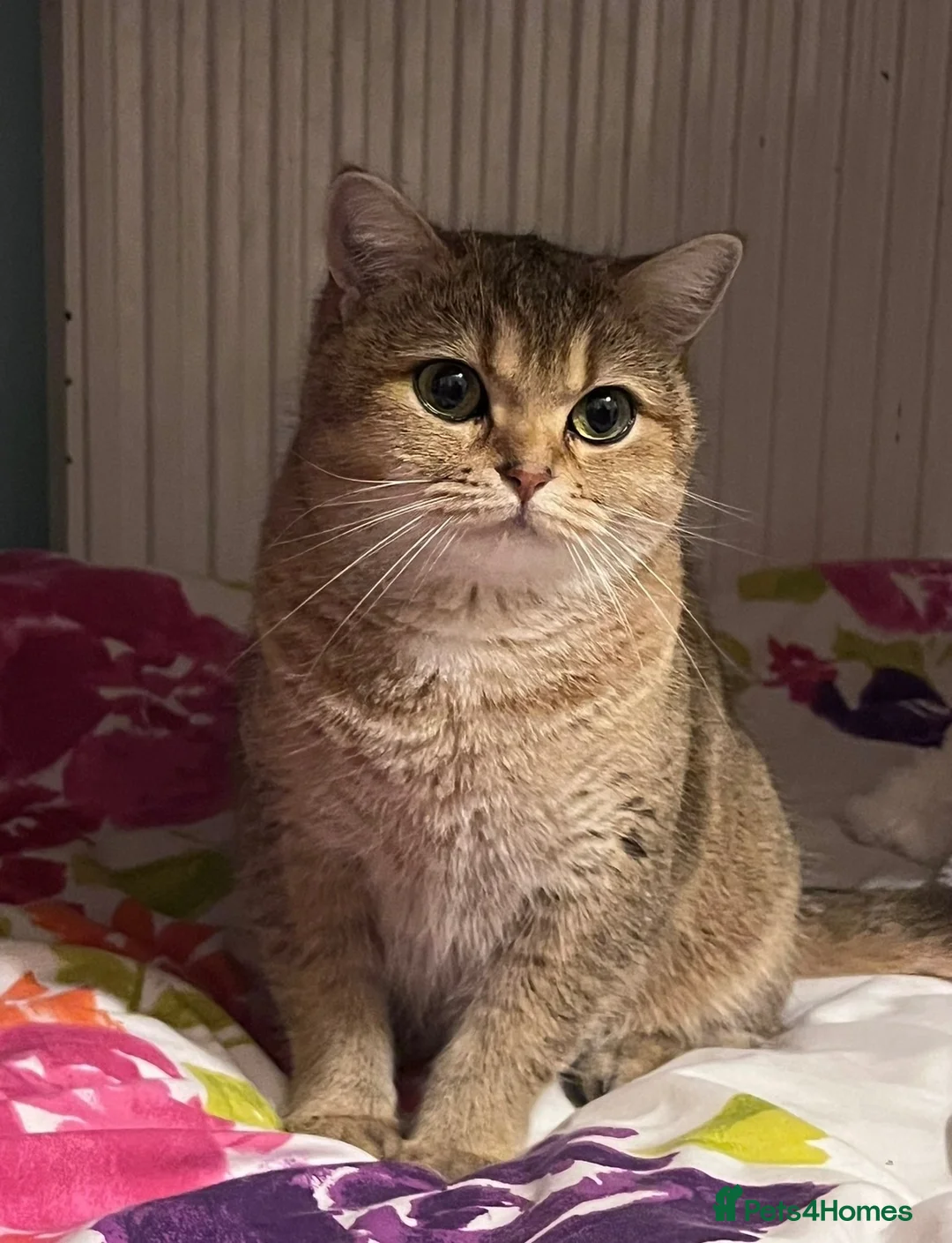 Scottish Fold cats for sale: Sweet, Playful & Cuddly Kittens Ready to Go Soon! in New Malden - Advert 1