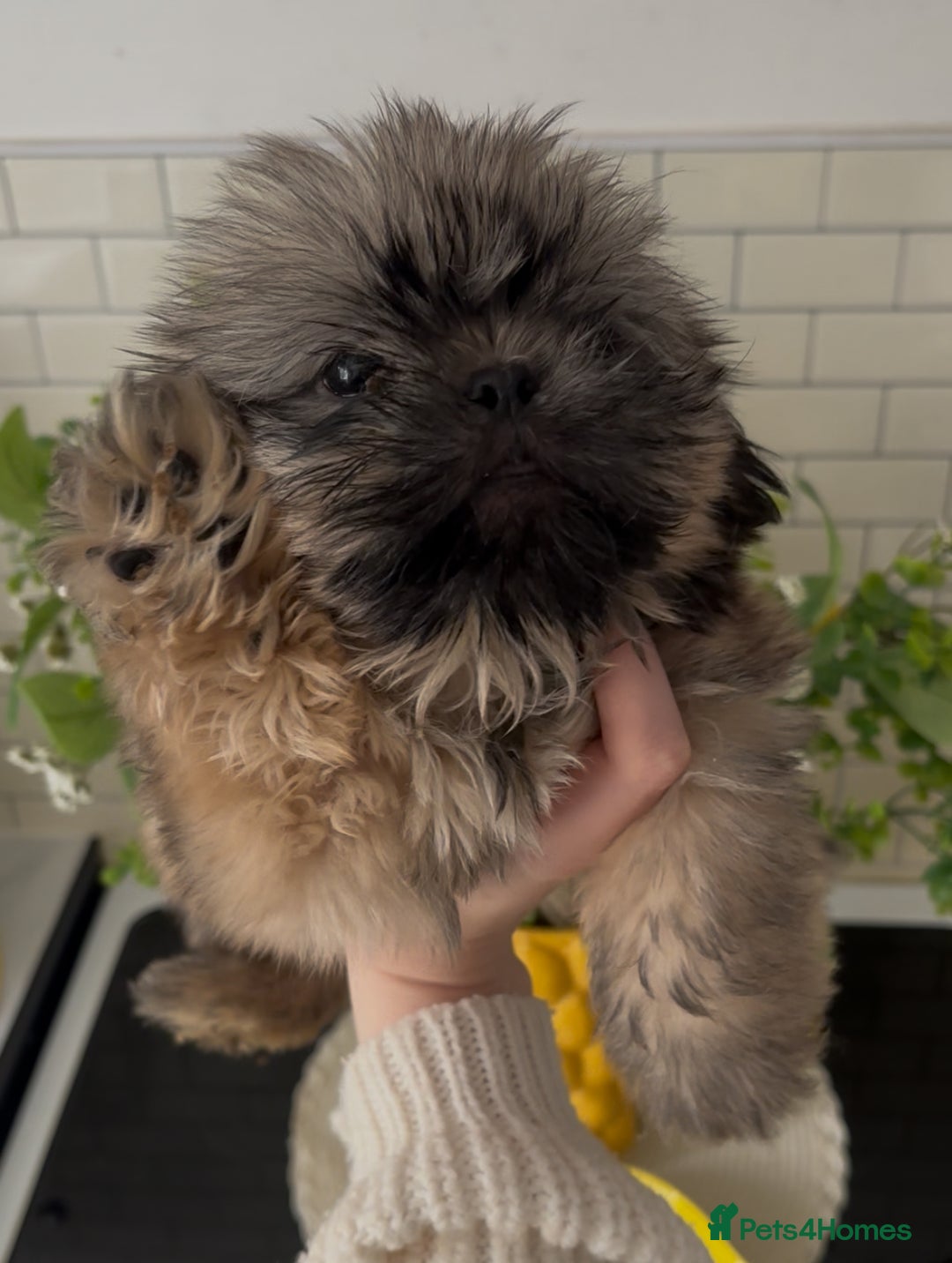 Shih Tzu dogs for sale: LAST BOY READY NOW shih tzu puppies for sale  - Image 14