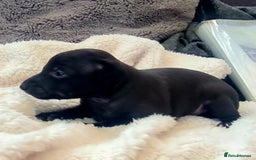 Italian Greyhound dogs for sale: 4 stunning Italian greyhound puppies  - Image 8