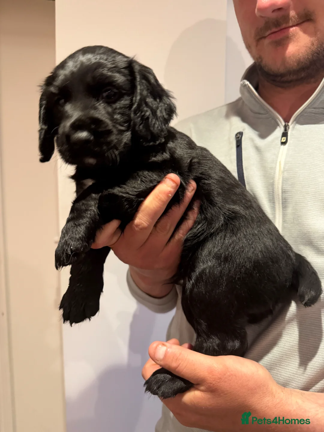 Sprocker dogs for sale: Sprocker pups - Advert 2