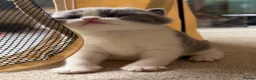 British Shorthair cats for sale: Beautiful BSH Blue & White Male Babies - Advert 7