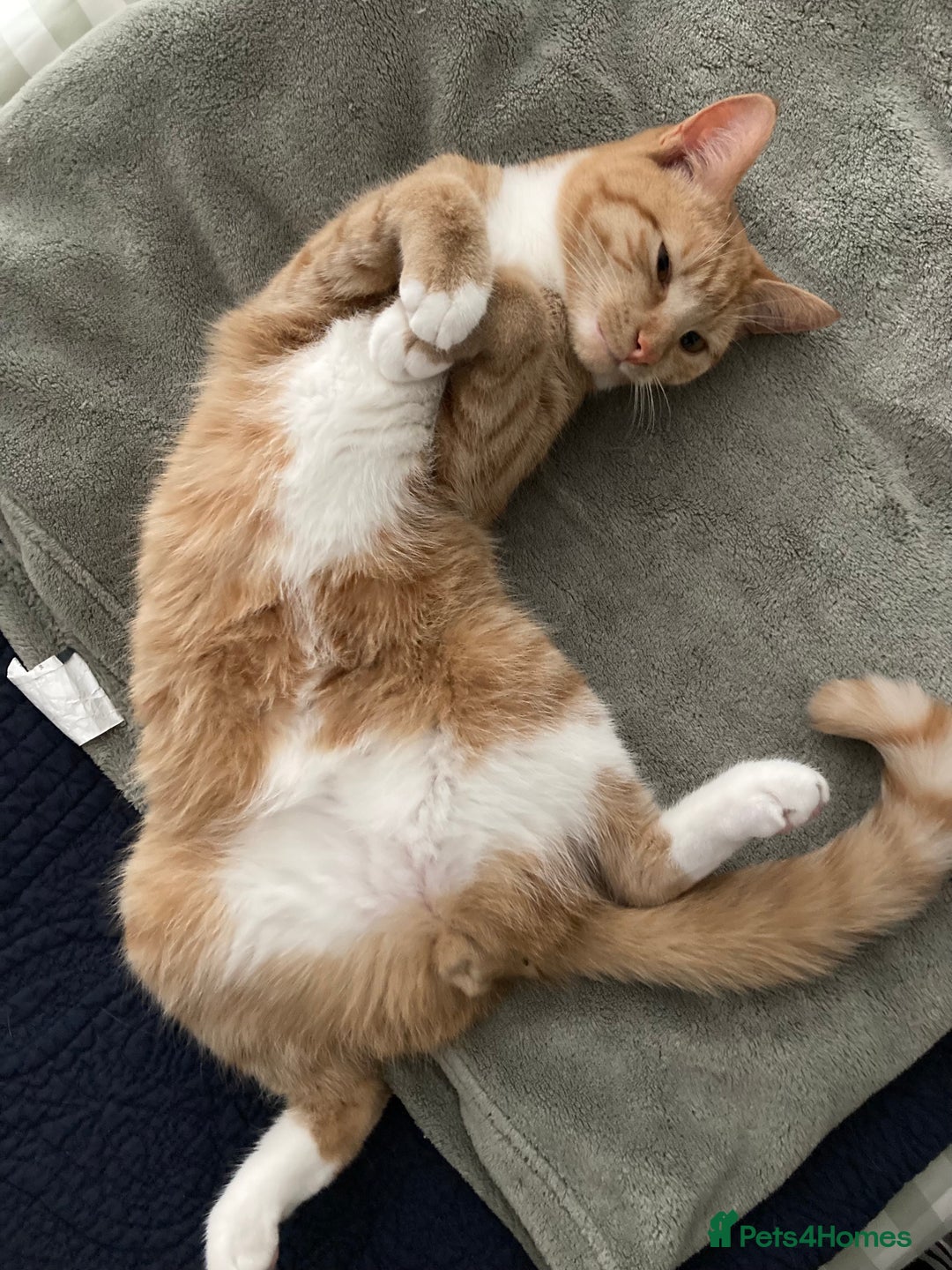Domestic Shorthair cats for sale: Affectionate ginger tom cat needs a home - Image 2