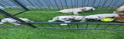 Mixed Breed dogs for sale: French bulldog/ British bulldog puppies  - Advert 6