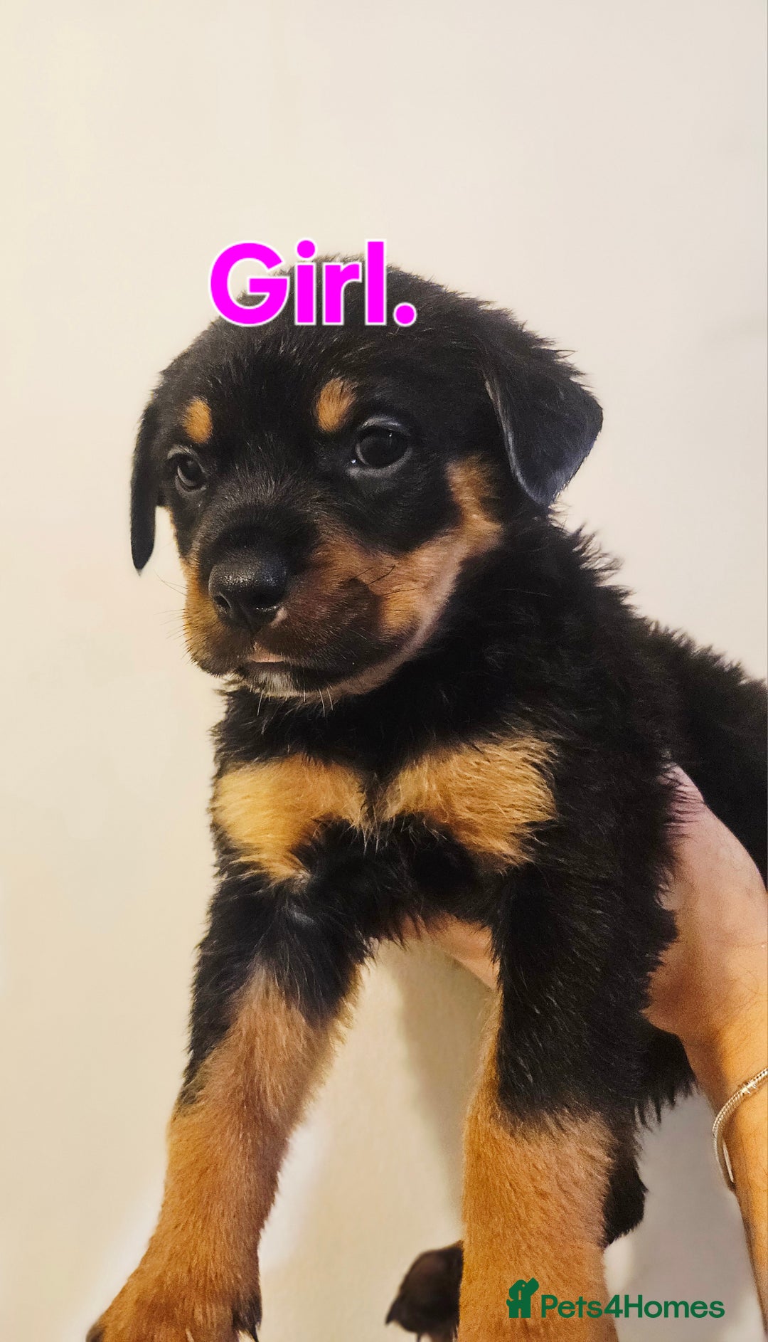 Rottweiler dogs for sale: READY NOW- Beautiful Rottweiler Puppies - Image 10