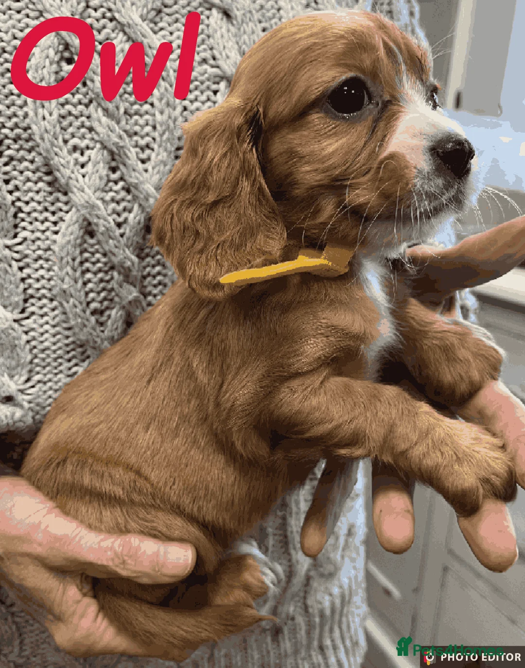 Cockalier dogs for sale: Adorable Cockalier Puppies - Advert 4