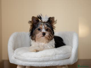 Yorkshire Terrier dogs Colorful Yorkshire Terrier puppies for sale - Advert 11