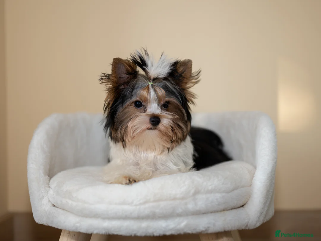 Yorkshire Terrier dogs for sale: Colorful Yorkshire Terrier puppies for sale - Advert 1