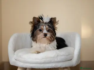 Yorkshire Terrier dogs Colorful Yorkshire Terrier puppies for sale - Advert 13