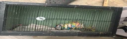 Ringnecks birds for sale: Indian Ringneck Breeding Pair + Complete Setup - Advert 6