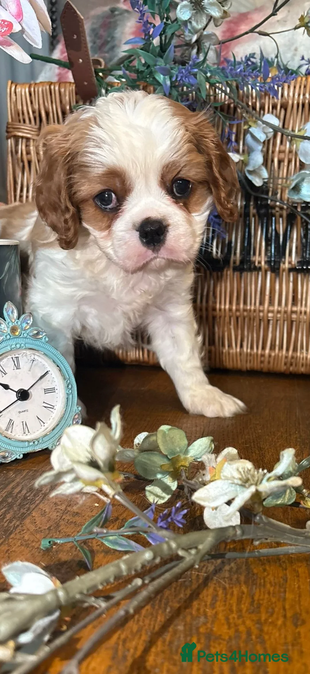 Cavalier King Charles Spaniel dogs for sale: KC PEDIGREE CAVALIER KING CHARLES - Advert 20