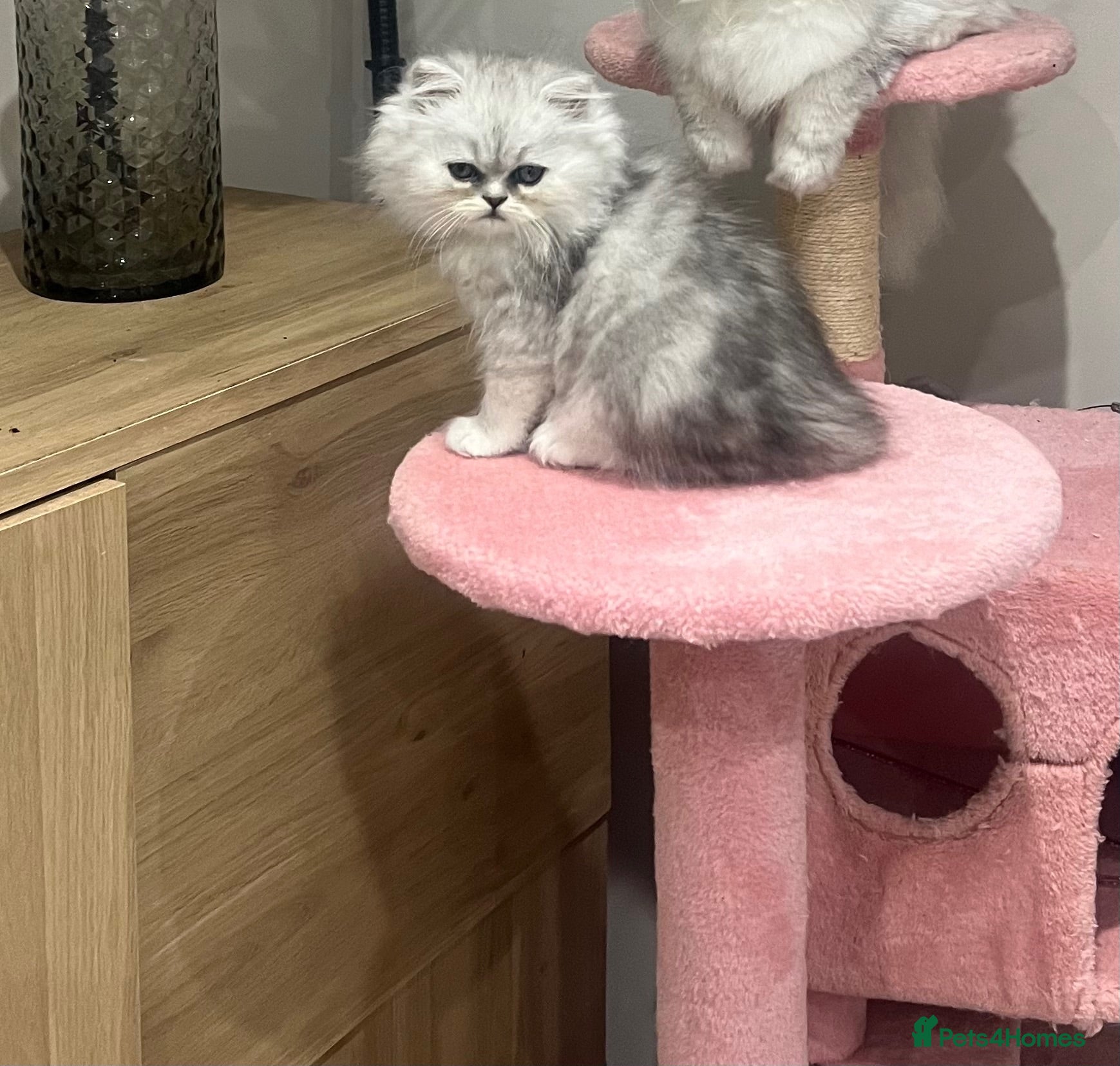 Persian cats Last kitten-Persian silver shaded girl. Ready now  - Advert 18