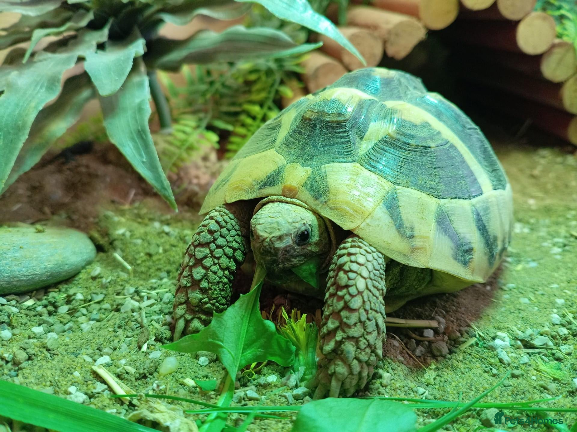 Tortoise reptiles Hermann tortoise  - Advert 1