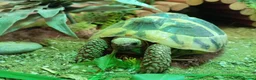 Tortoise reptiles for sale: Hermann tortoise  - Advert 1