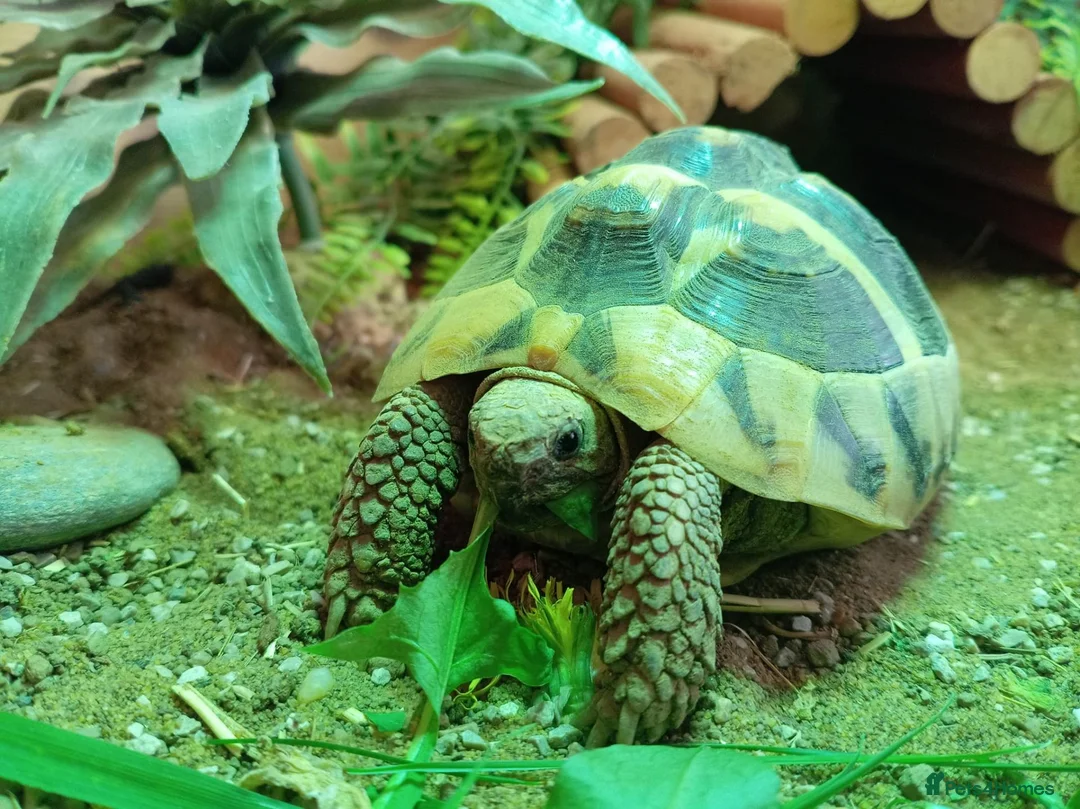 Tortoise reptiles for sale: Hermann tortoise  - Advert 1