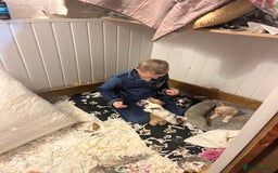 Cockapoo dogs for sale: Rare marked  small cockerpoo puppys  - Advert 14