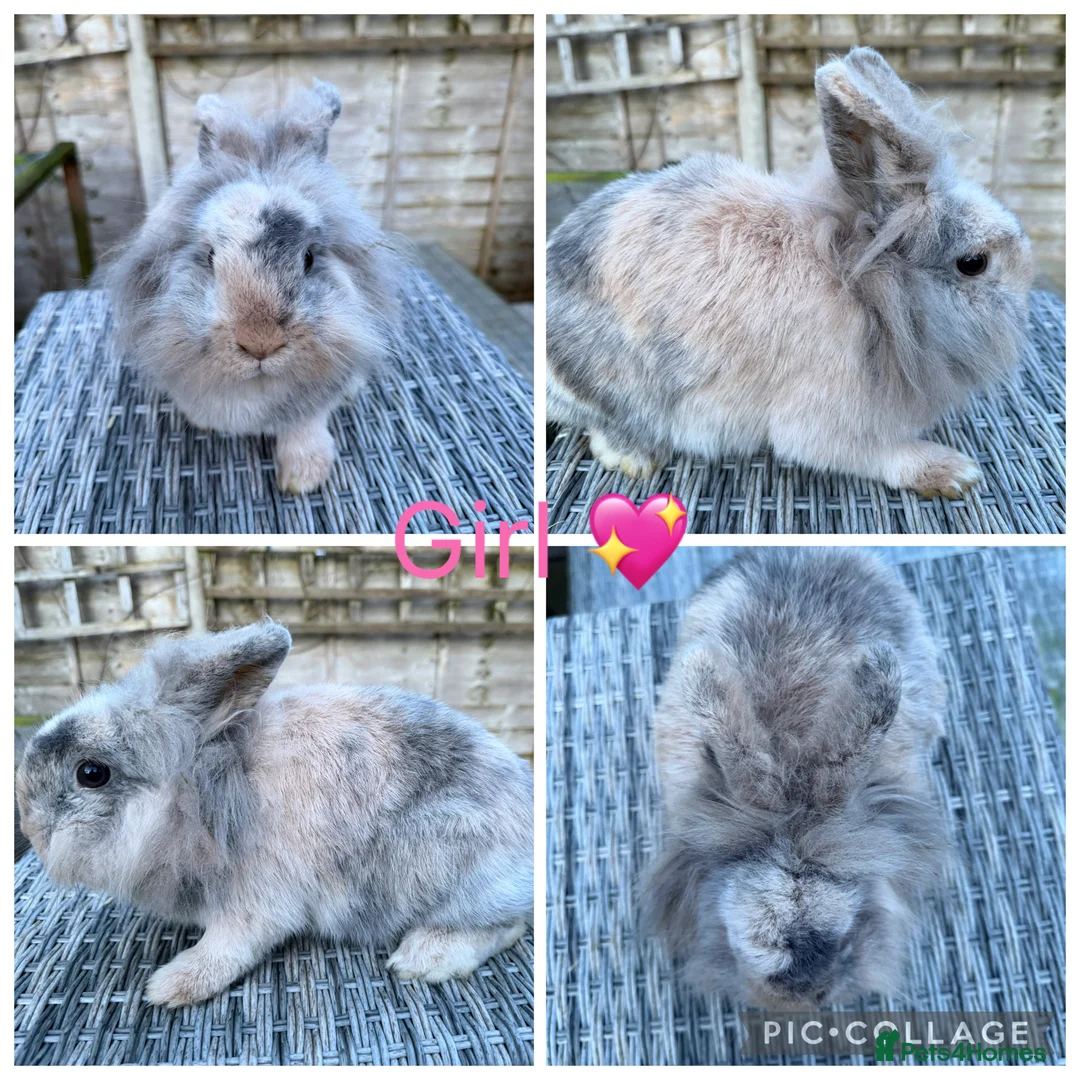 Lionhead rabbits for sale: Gorgeous female lionhead  - Advert 1