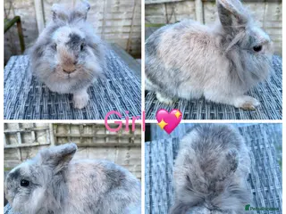Lionhead rabbits Gorgeous female lionhead - Advert 4