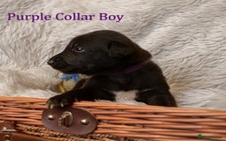 Mixed Breed dogs for sale: 10 Beautiful bedlington whippet x lurcher puppies! - Image 7