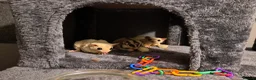 Sugar Glider rodents for sale: 3 male sugar gliders  - Advert 1