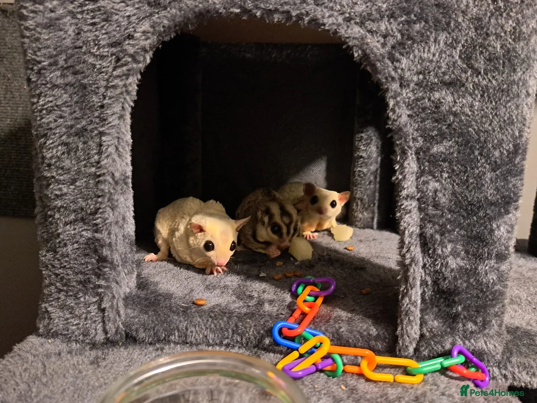 Sugar Glider rodents for sale: 3 male sugar gliders  - Advert 1
