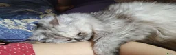 Persian cats for sale: Beautiful white and grey Persian  - Advert 7