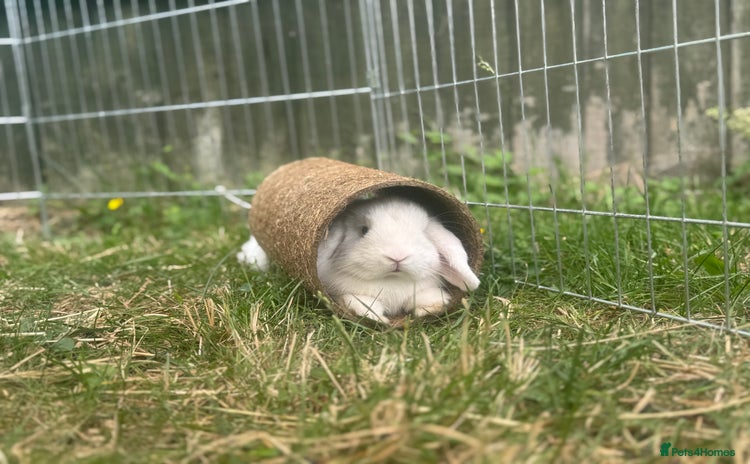 Mini Lop rabbits - Advert 2