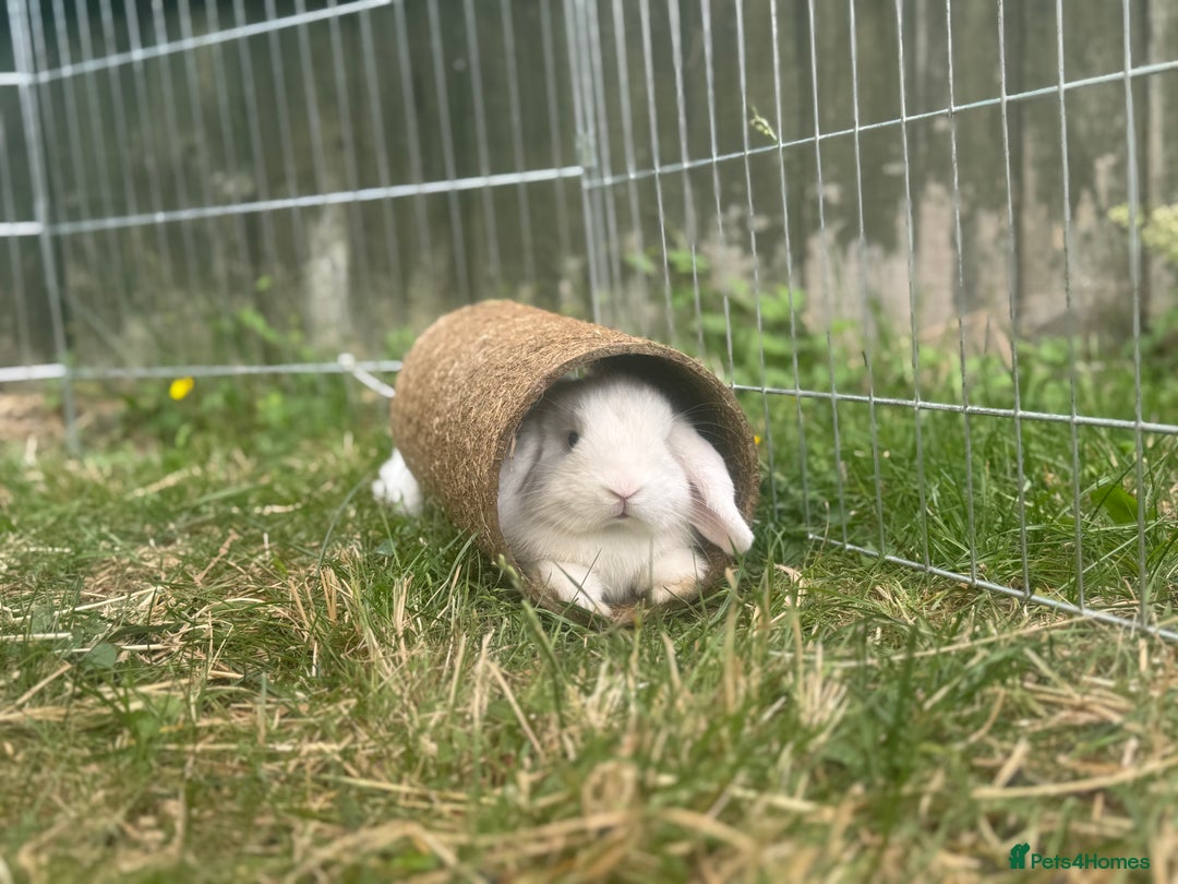 Mini Lop rabbits for sale: Mini Lop - Image 1