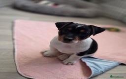 Jack Russell dogs for sale: Tricolour short legs Jack Russell  - Image 37