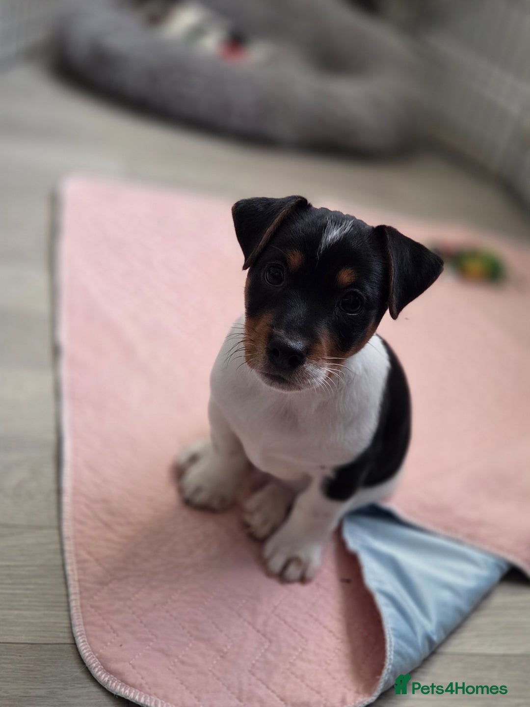 Jack Russell dogs for sale: Tricolour short legs Jack Russell  - Image 37