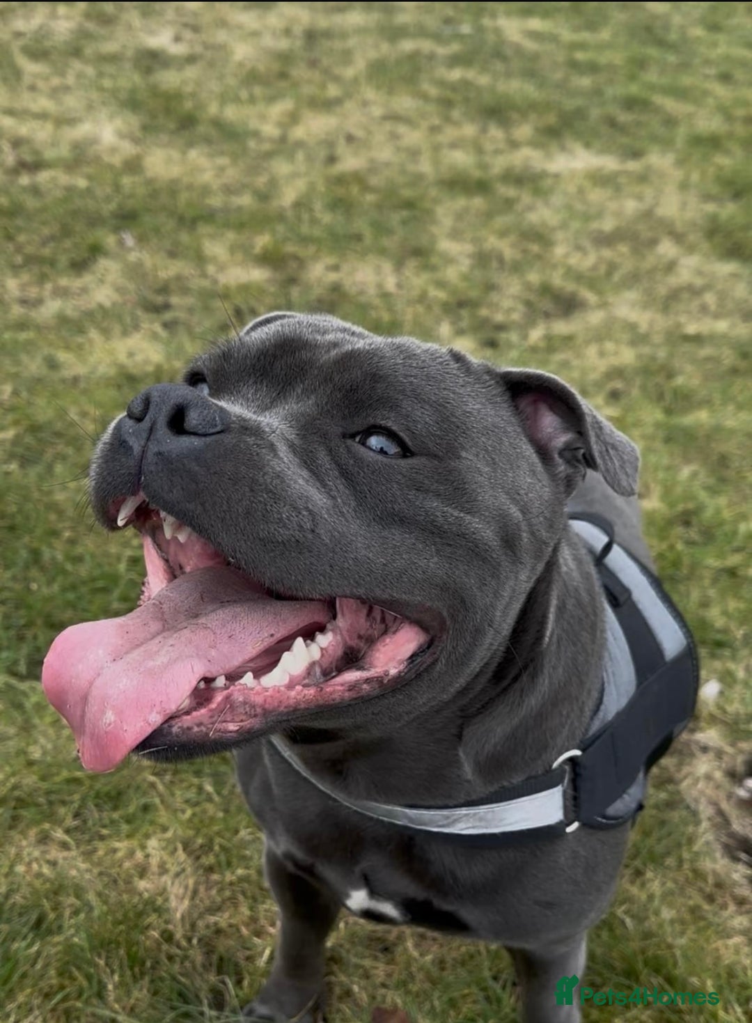 Staffordshire Bull Terrier dogs for sale: Blue Staffordshire Bull Terriers- !!PLEASE READ!! - Image 4