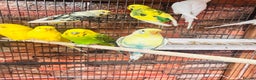Budgerigars birds for sale: Stunning budgies for sale  - Advert 15