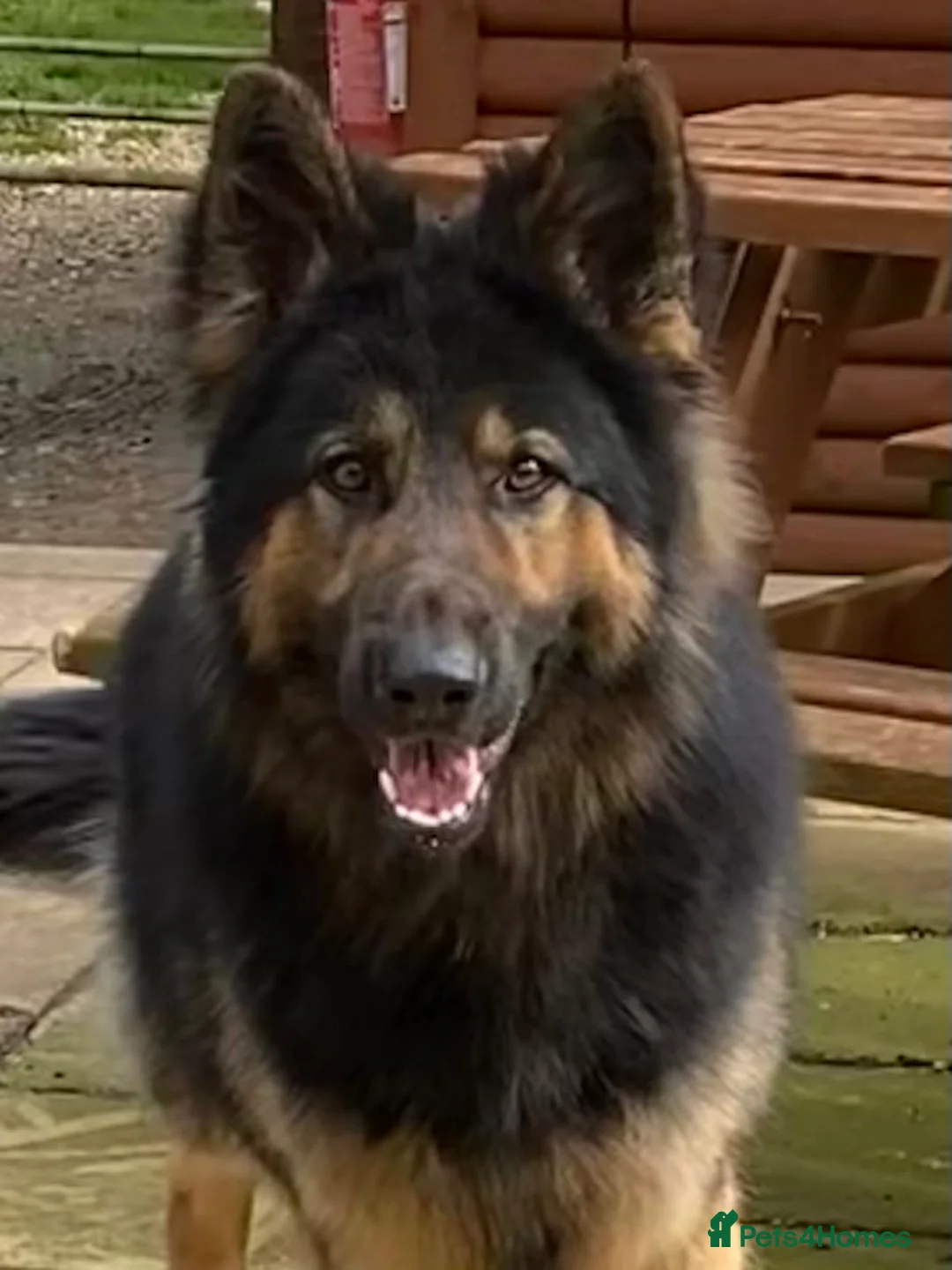 German Shepherd dogs for stud: KC Reg Shadow fully Health Tested at stud in Wisbech - Advert 4
