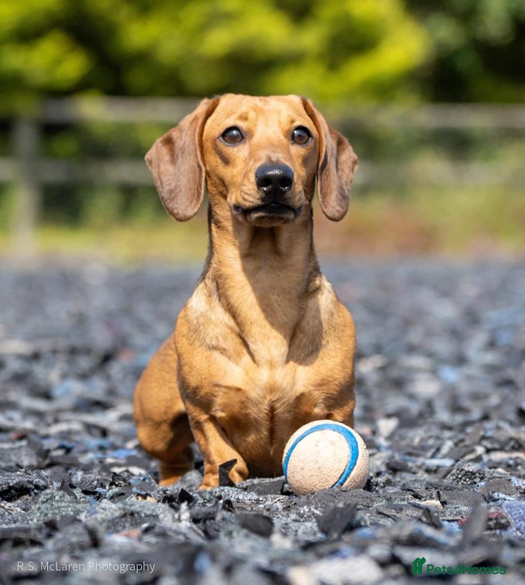 Miniature Dachshund dogs for stud: Champion Sired, Crufts Qualified Shaded Red in Dalry - Image 2