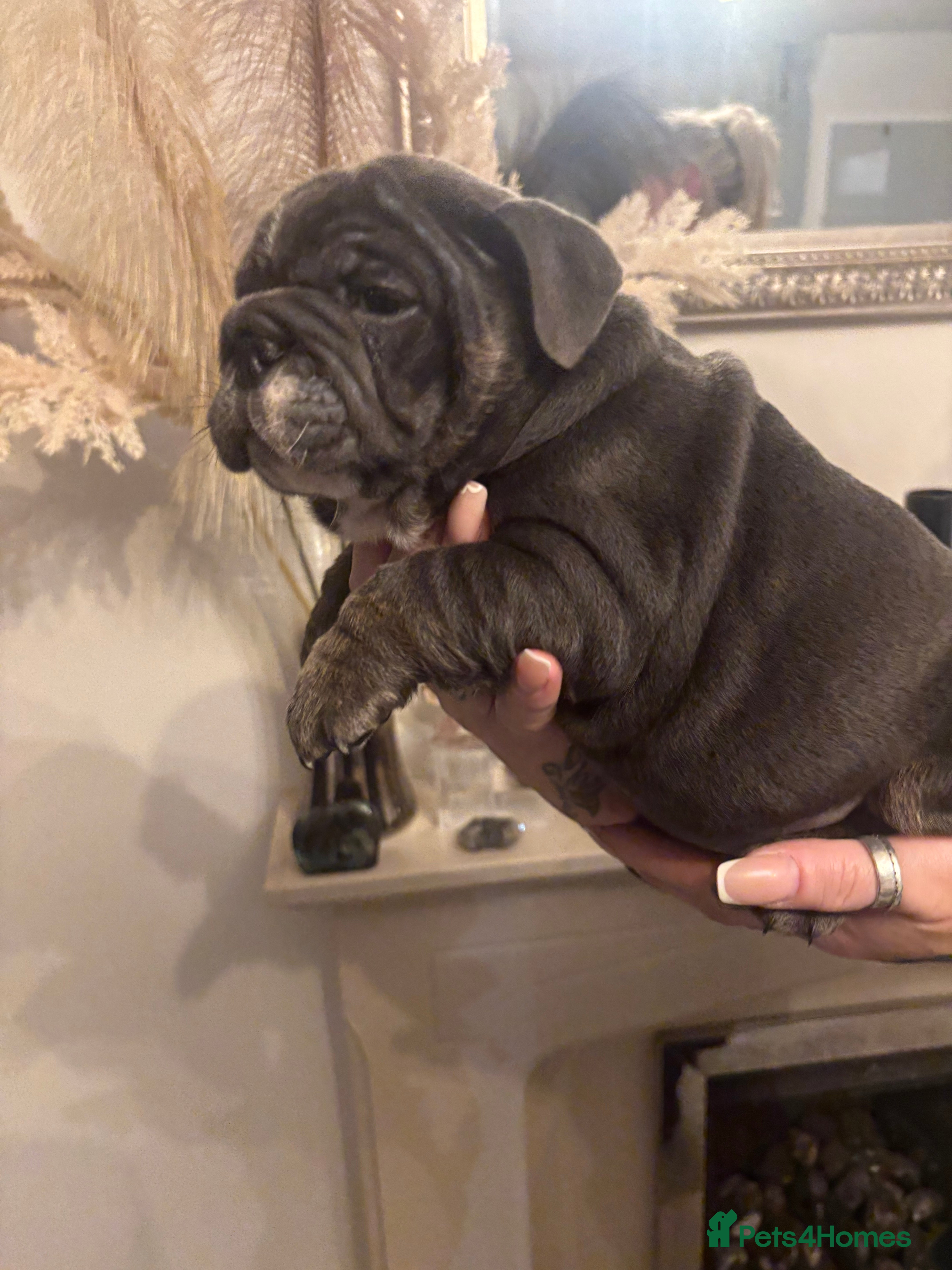 English Bulldog dogs Amazing quality British bulldog pups  - Advert 1