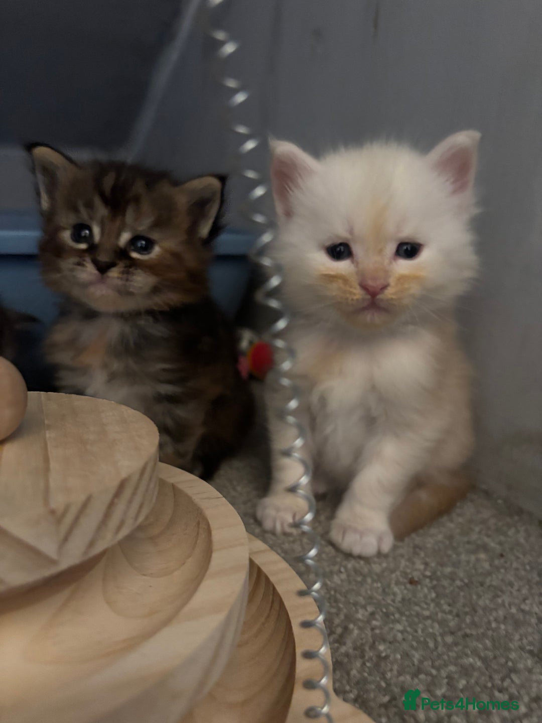 Maine Coon cats for sale: 7 Maine coon kittens for a loving home  - Advert 4