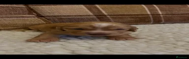 Cocker Spaniel 5