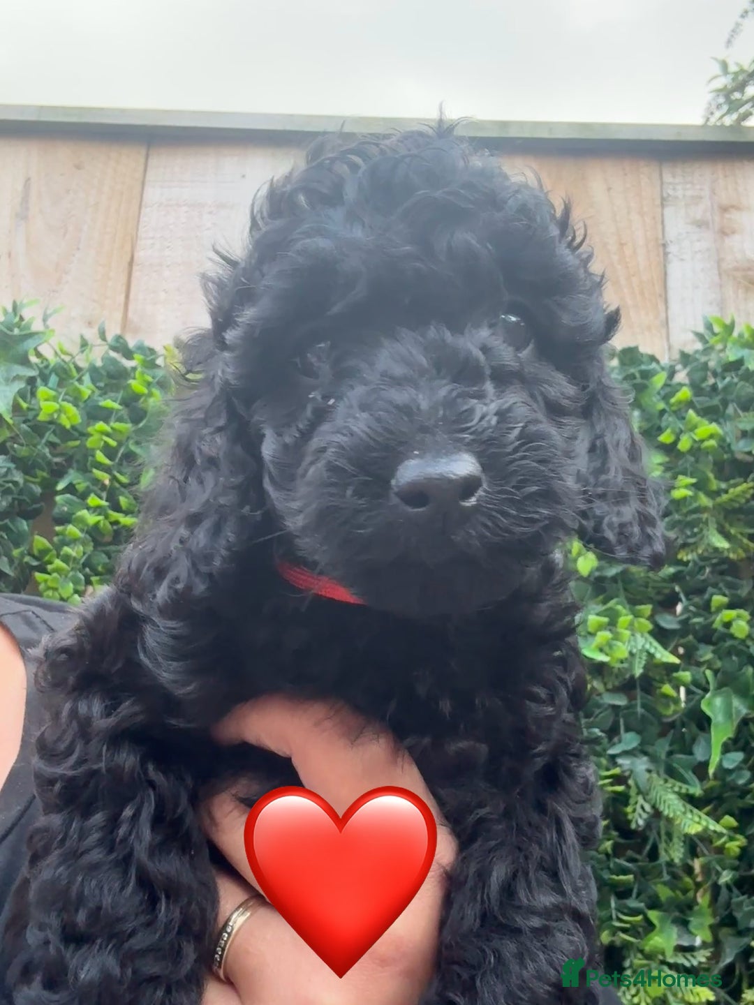 Labradoodle dogs for sale: F1bb labradoodle puppies black curly coat 🧬 clear - Image 33