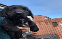 Cocker Spaniel dogs for sale: Cocker spaniel black bitch - Image 5