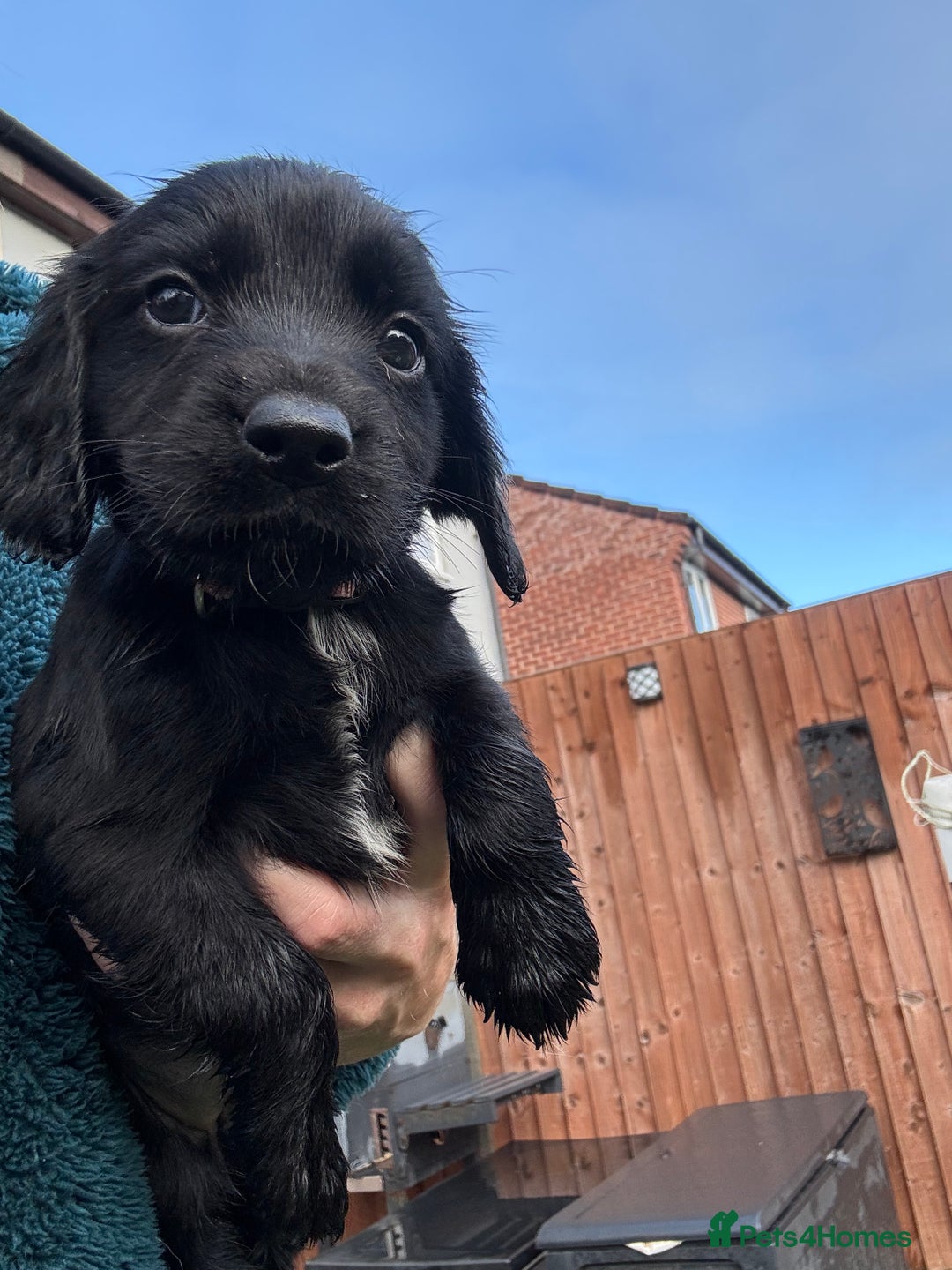 Cocker Spaniel dogs for sale: Cocker spaniel black bitch - Image 5