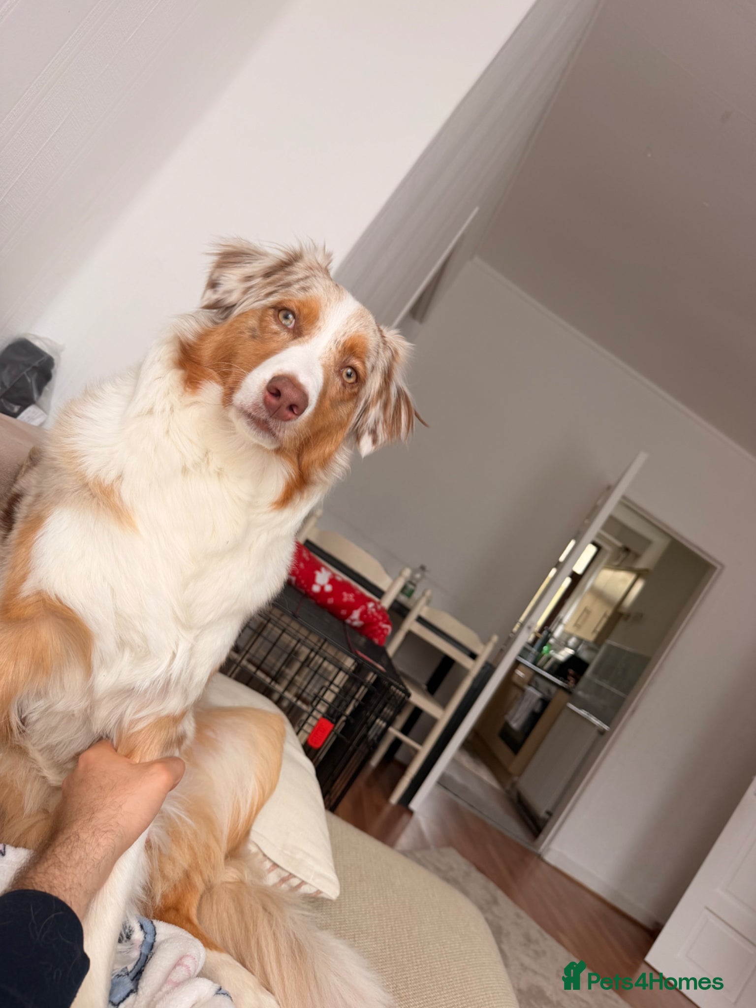 Australian Shepherd dogs Australian Shepherd Looking for a Loving Home - Advert 10