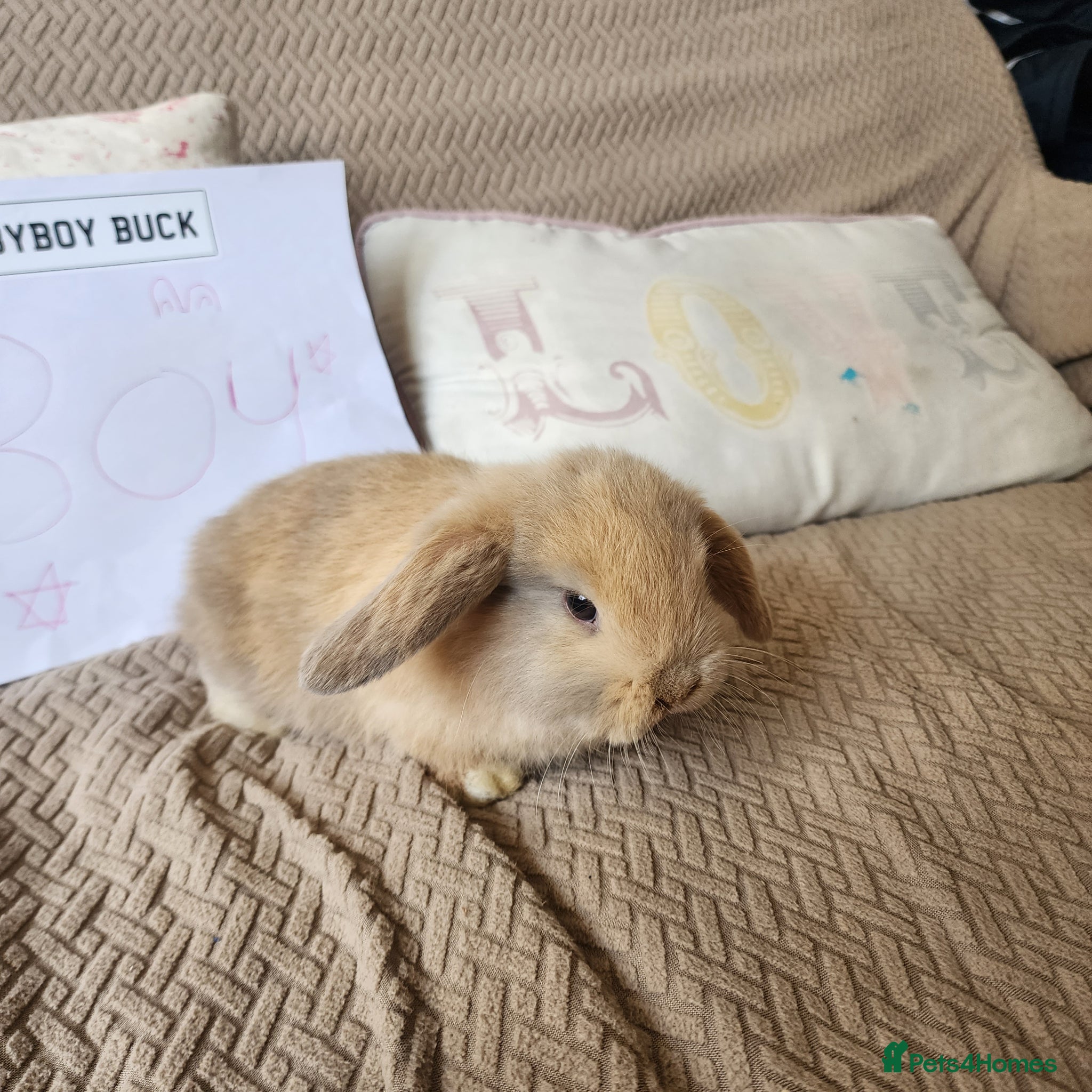 Mini Lop rabbits Stunning Mini Lops from Keeper's Mini Lops  - Advert 21