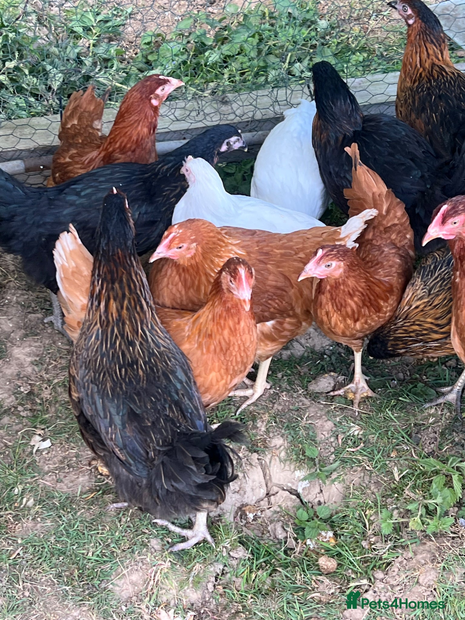 Chickens poultry 17 weeks old point of lay hens for sale  - Advert 1