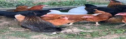 Chickens poultry for sale: 17 weeks old point of lay hens for sale  in London - Advert 1