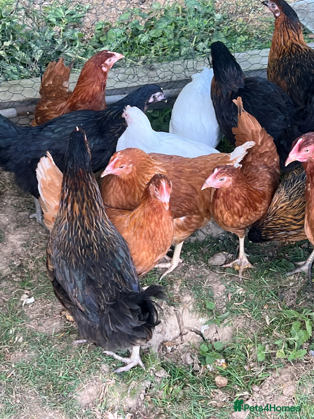Chickens poultry for sale: 17 weeks old point of lay hens for sale  in London - Advert 1