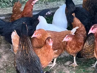 Chickens poultry 17 weeks old point of lay hens for sale - Advert 1