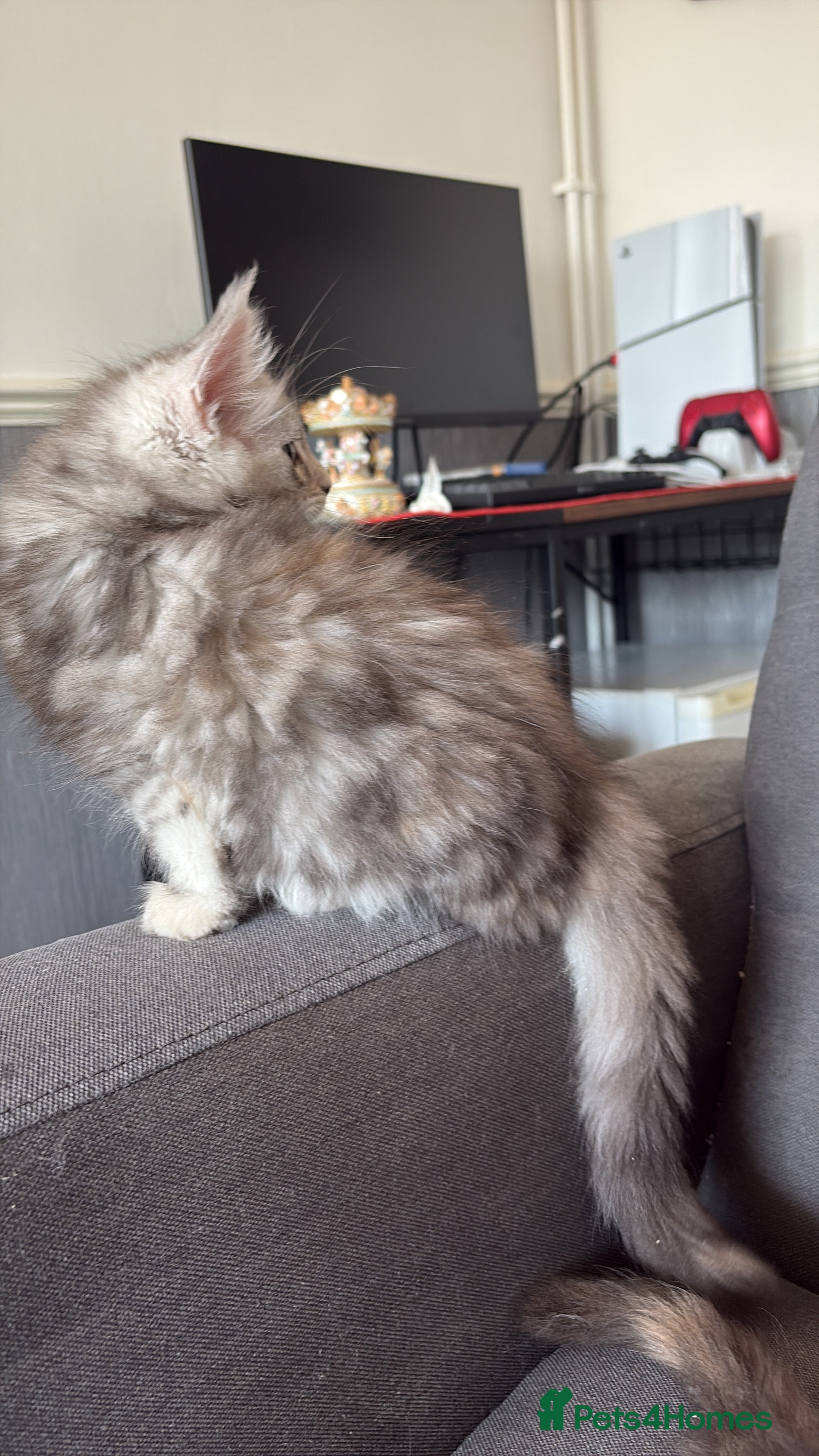 Maine Coon cats 🐾Beautiful Maine Coon Kittens 🐾 - Advert 2