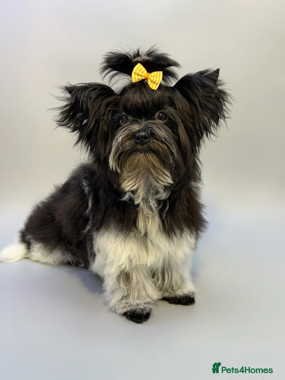 Yorkshire Terrier dogs for sale: Dropped prices!! Fantastic Tiny Boys🐾 Pedigree 🐾 - Advert 2