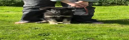 German Shepherd dogs for sale: Ready now reduced further  to sell Kcreg GSD pups - Advert 15